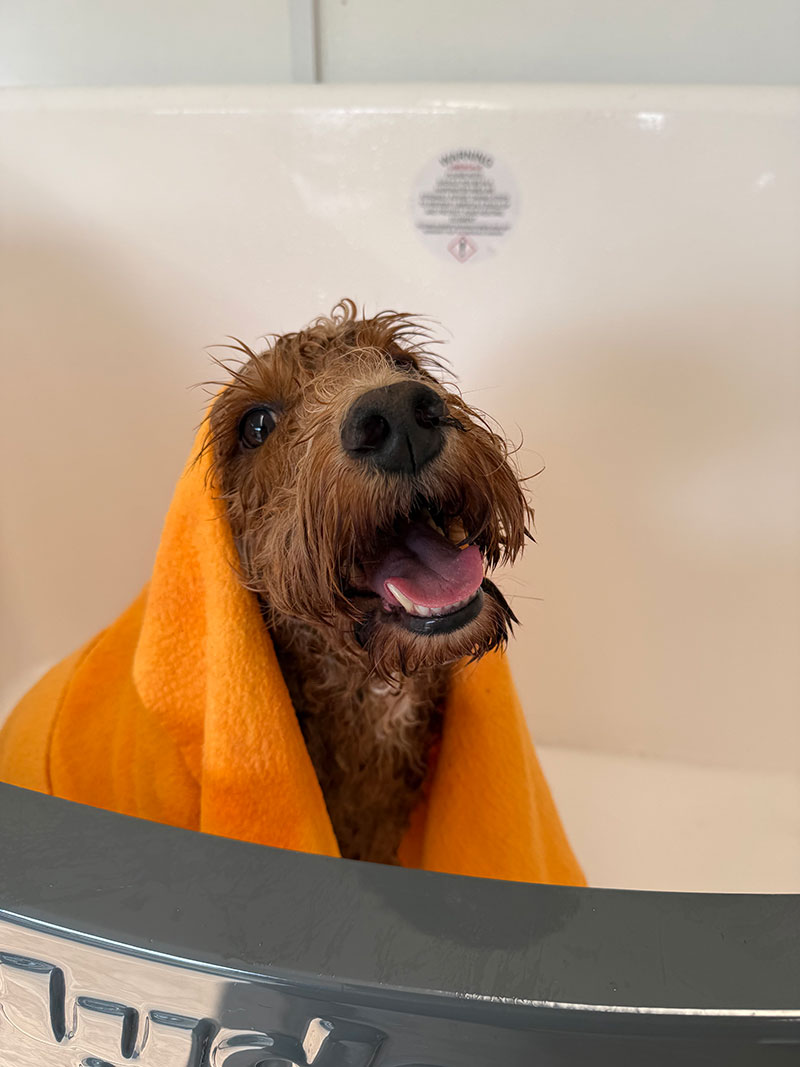 Professional Dog Grooming in Chertsey | Bridge & Bark gallery image 1
