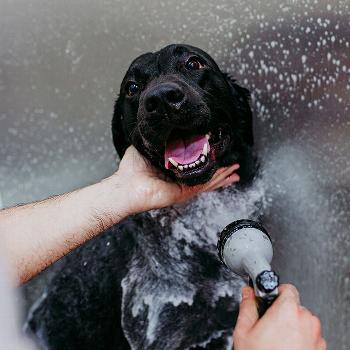 Black dog being washed in a grooming salon with water and shampoo bubbles.