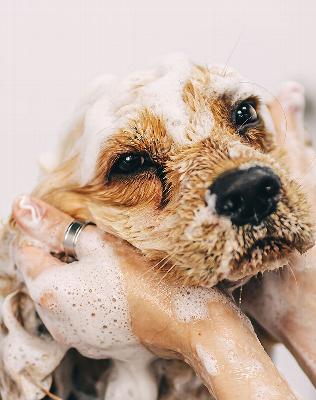 A dog being washed with shampoo during a grooming session in a calm setting.