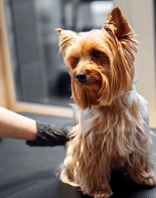 A small dog with long, silky fur being groomed in a calm salon setting