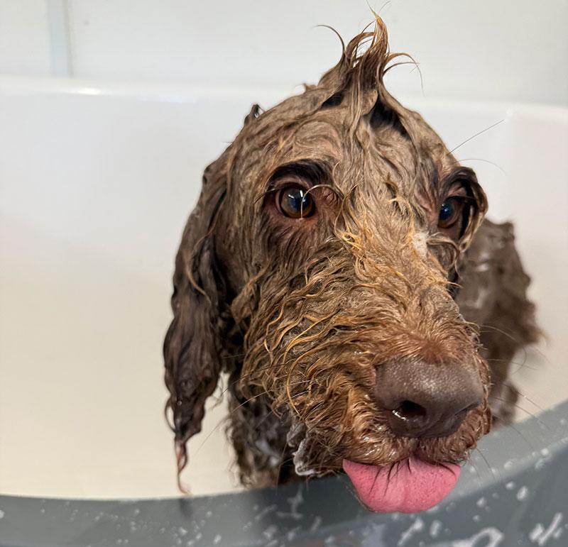 Wet dog in a grooming tub with a playful expression and tongue out.