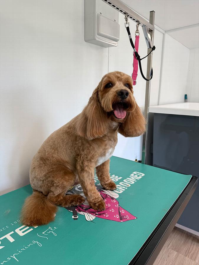Happy dog sitting on a grooming table in a calm salon environment.