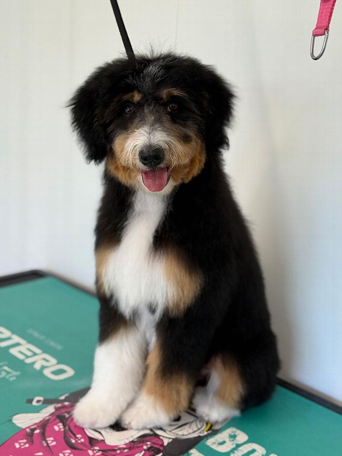 Fluffy dog sitting on a grooming table, showcasing a calm grooming environment.