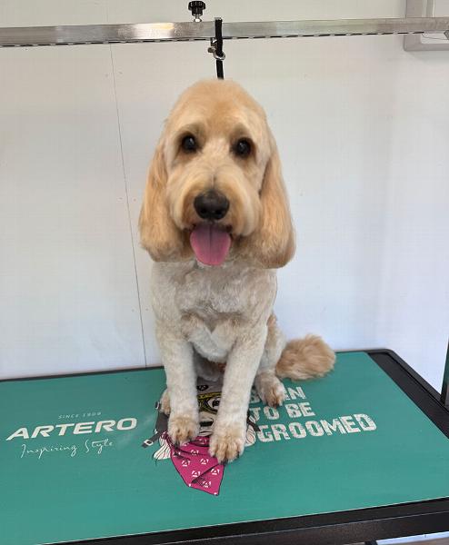 Golden doodle sitting on grooming table, enjoying a fresh groom at Bridge & Bark.