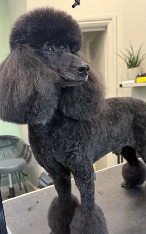 Stylishly groomed black poodle showcasing a professional cut in a calm salon environment.